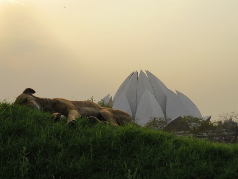 Relaxed dog at Lotus Temple
